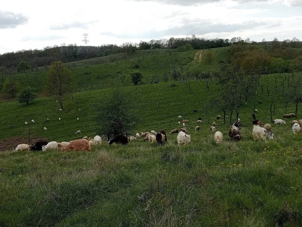 caut om  la animale - cioban.  