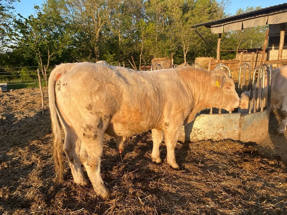 Charolaise Taur de reproducție