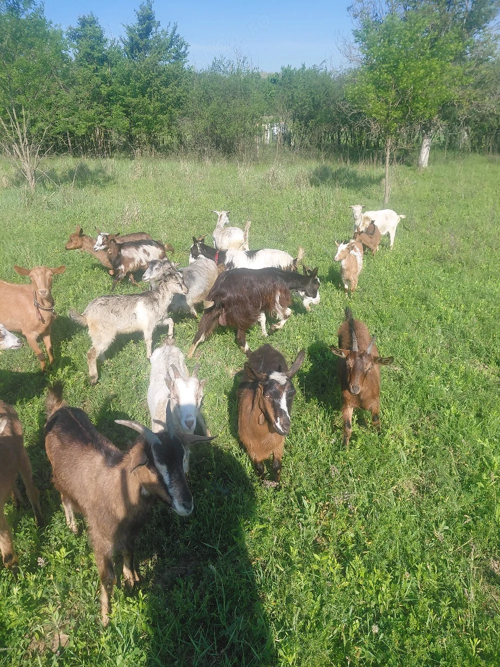 capre de vanzare