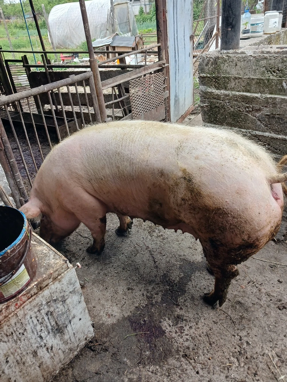 porc gras de vânzare 