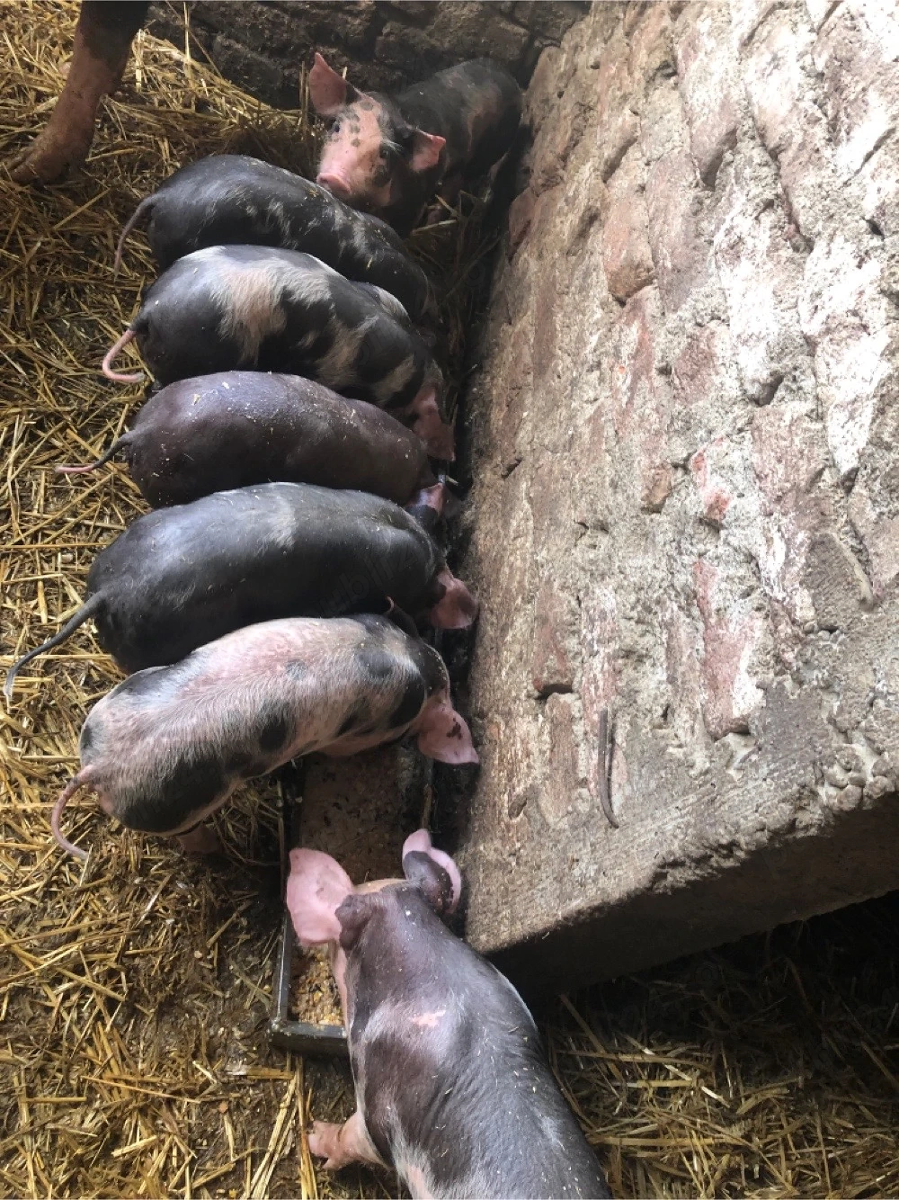 Vând purcei pietrain au 8 saptamani 