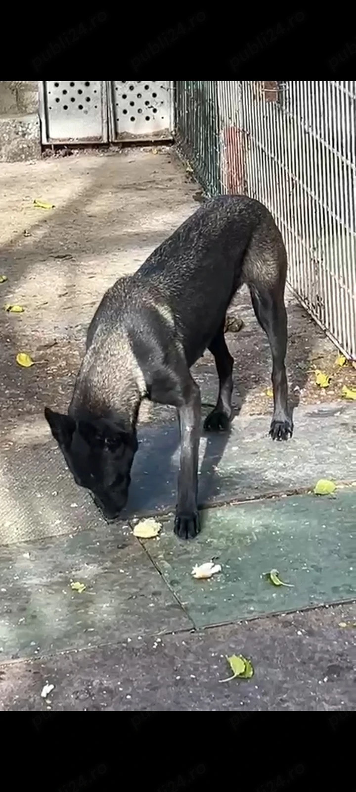 Femela malinois carbone