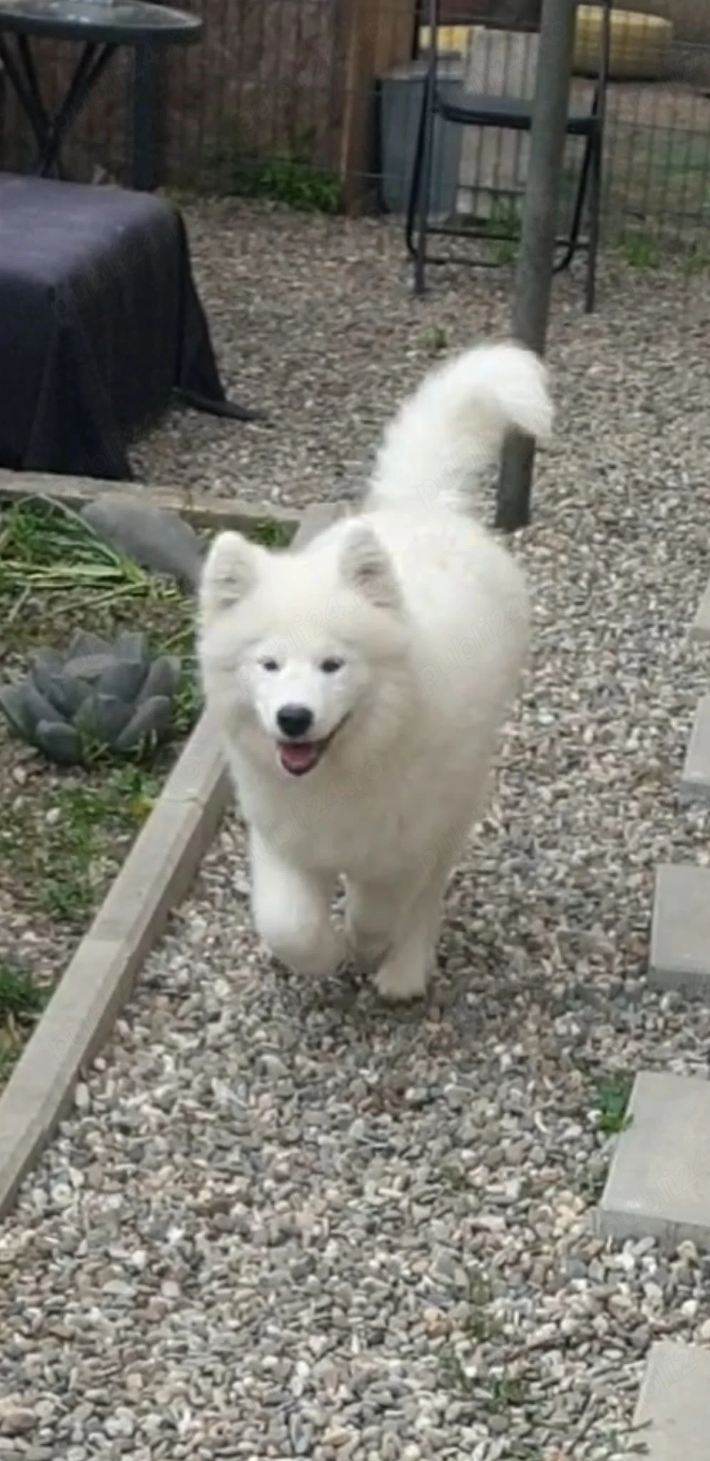 Pui Samoyed (baiat) in varsta de 4 luni, isi cauta familie iubitoare