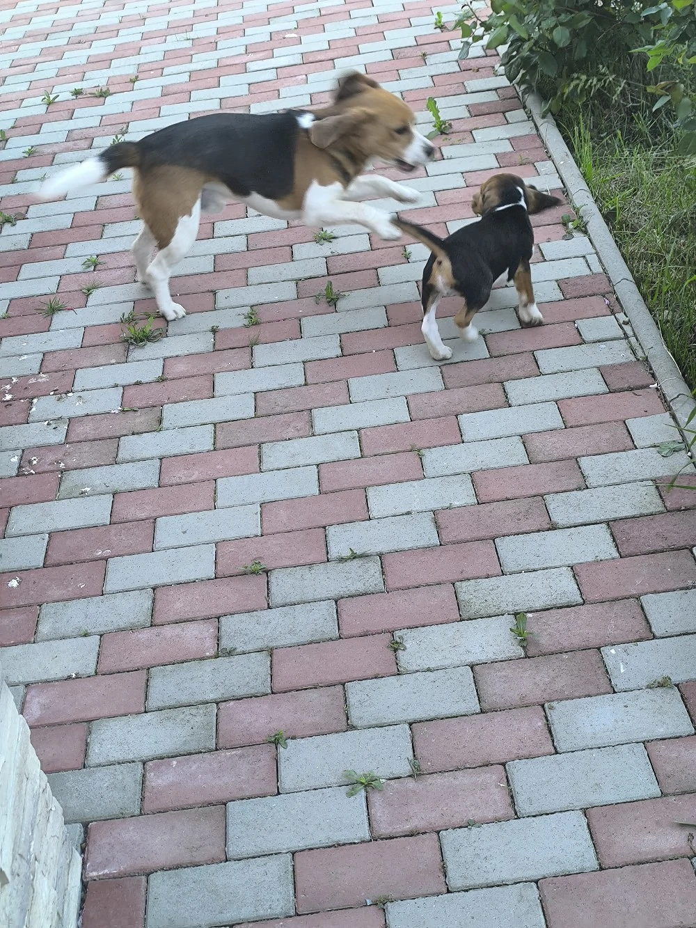 puiuți beagle tricolor 2.5 luni