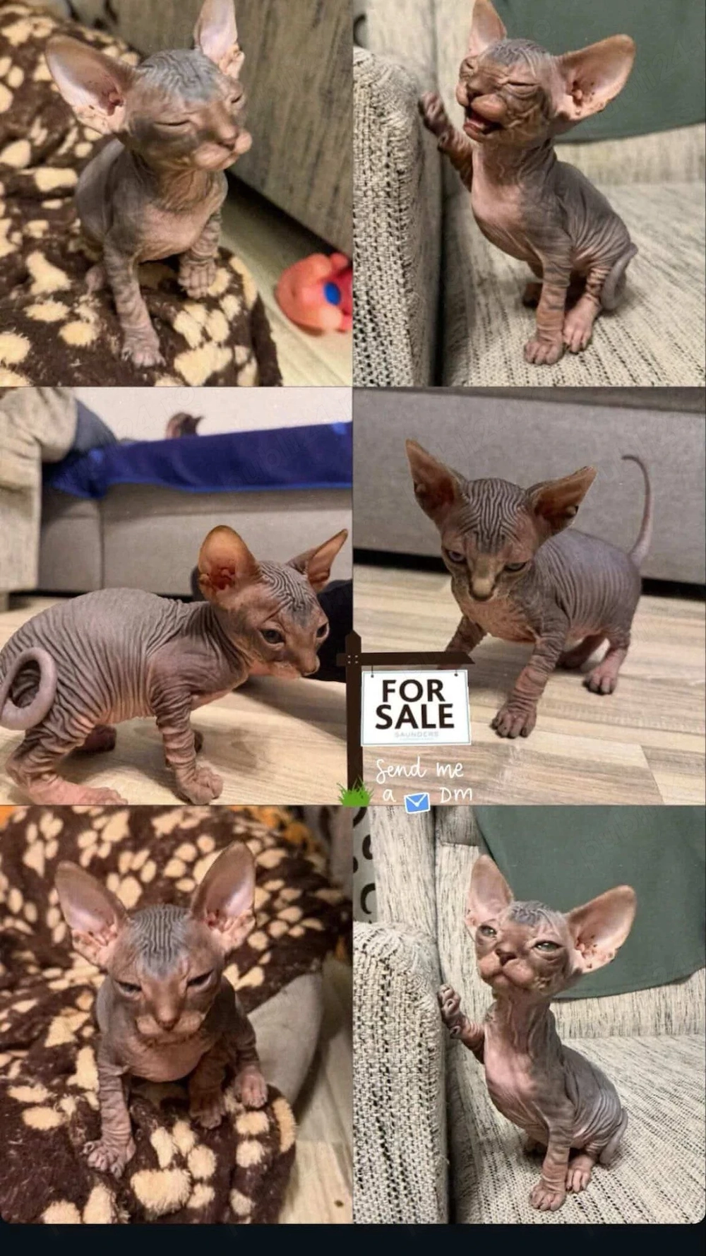 Pisici Sphynx 2 femele și un mascul cu vârsta de 8 săptămâni. 