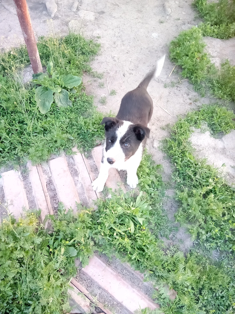 Vând cățeluș din Rasa Border 