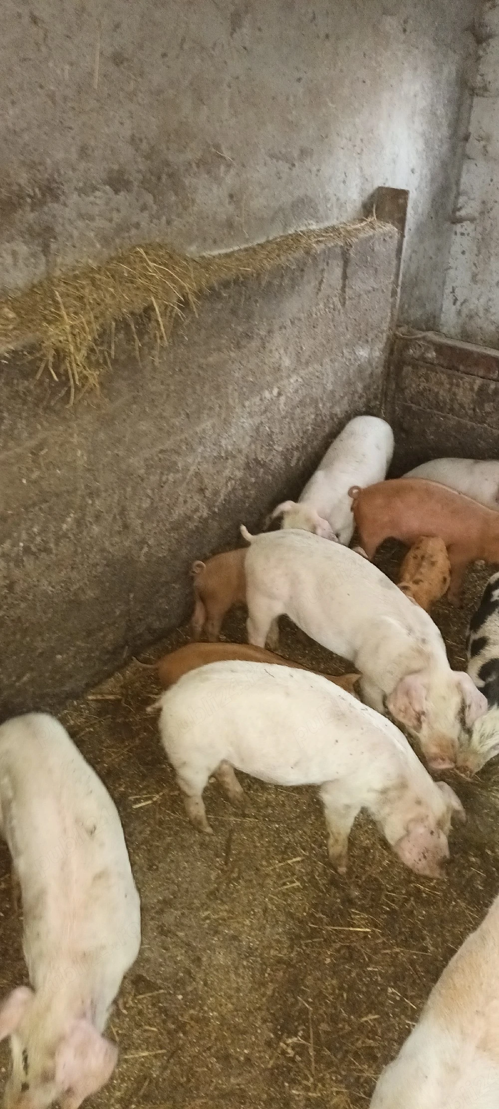 purcei duroc