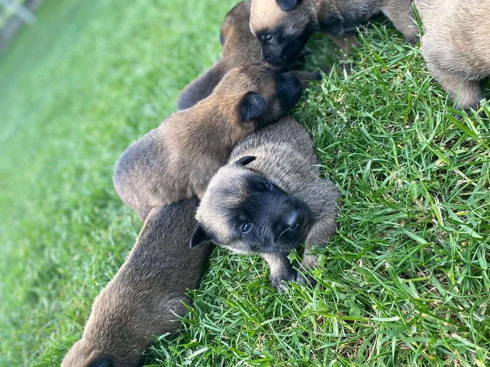 Belgian Malinois