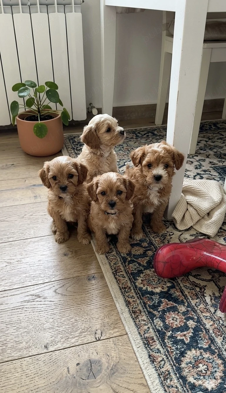 Maltipoo de talie mica