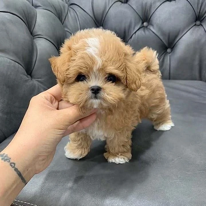 Maltipoo tea-cup poodle toy  pudel toy 