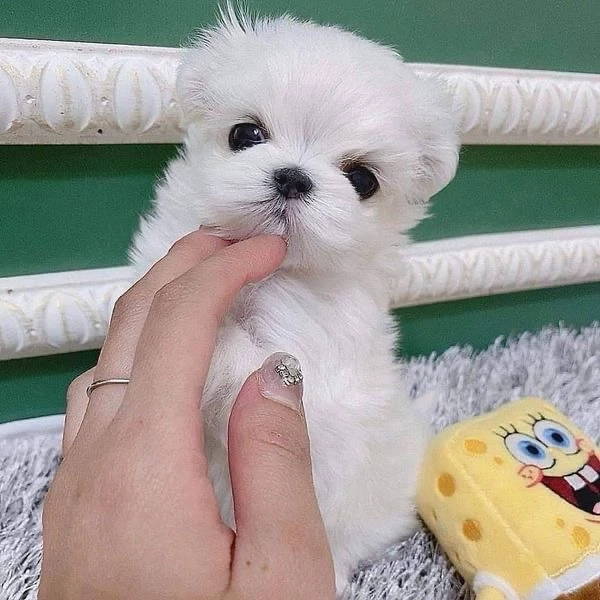 Bichon maltez mini toy 