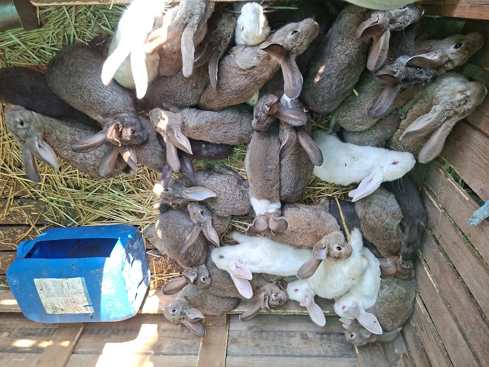 Iepuri de vanzare, Dragoești- 50 lei  buc. Tel:  