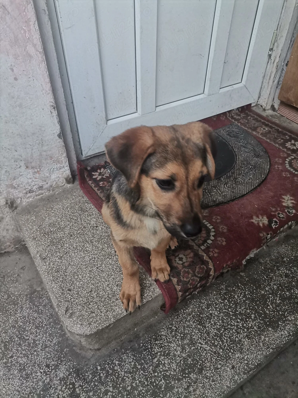 Ofer spre adopție un cățel 