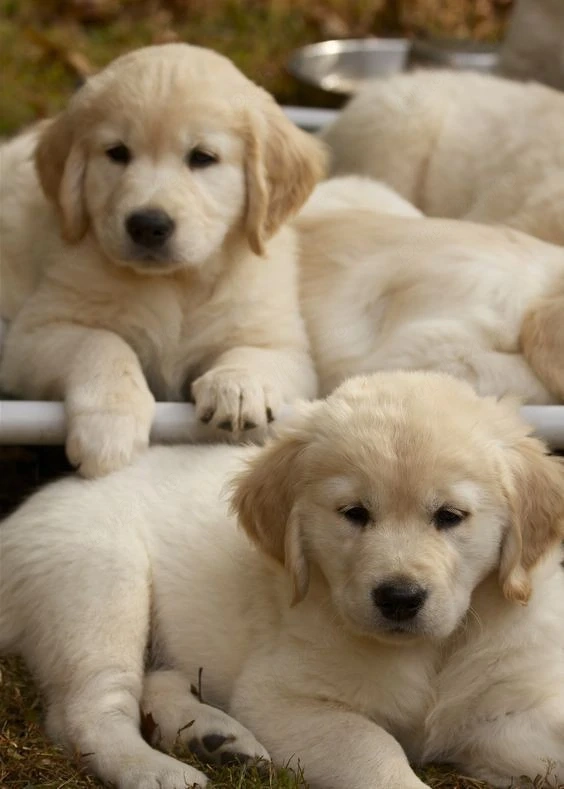 Golde Retriever 