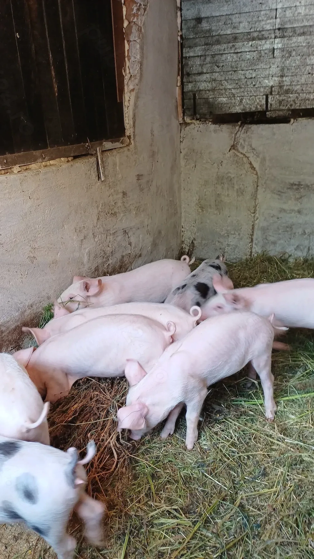 Purcei de vanzare,castrati5porci si 3 purcele