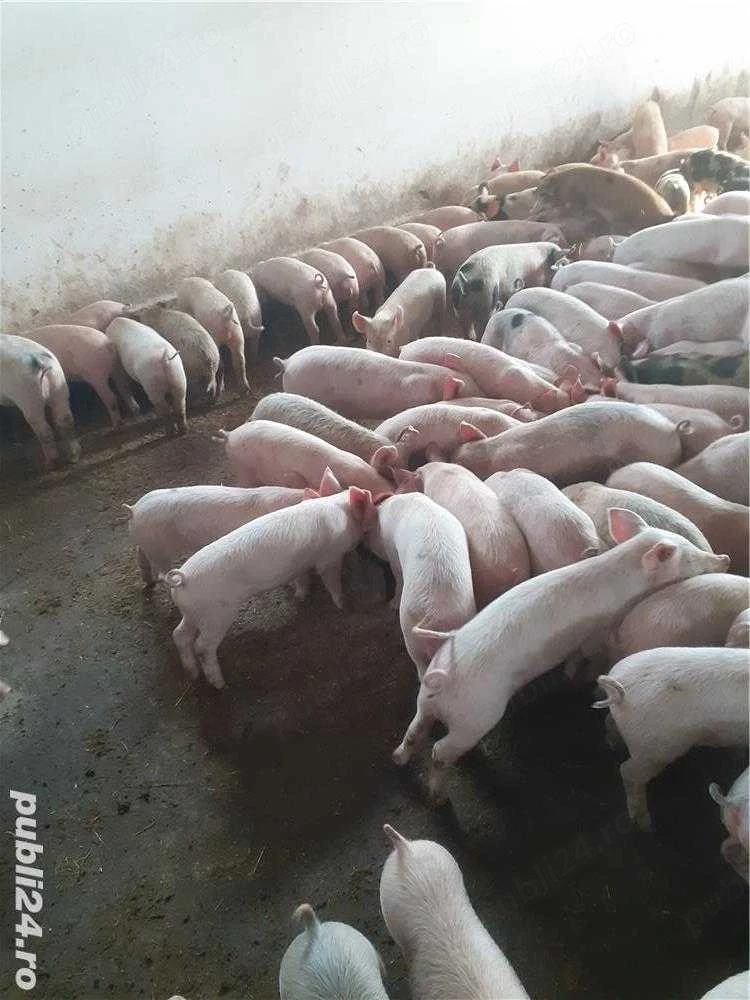 purcei 15și30kg 