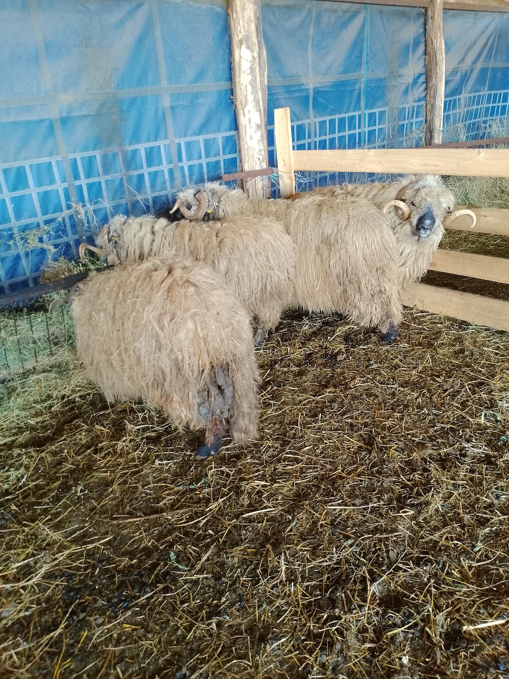 Vând 4 Berbeci Țurcani Bucălăi