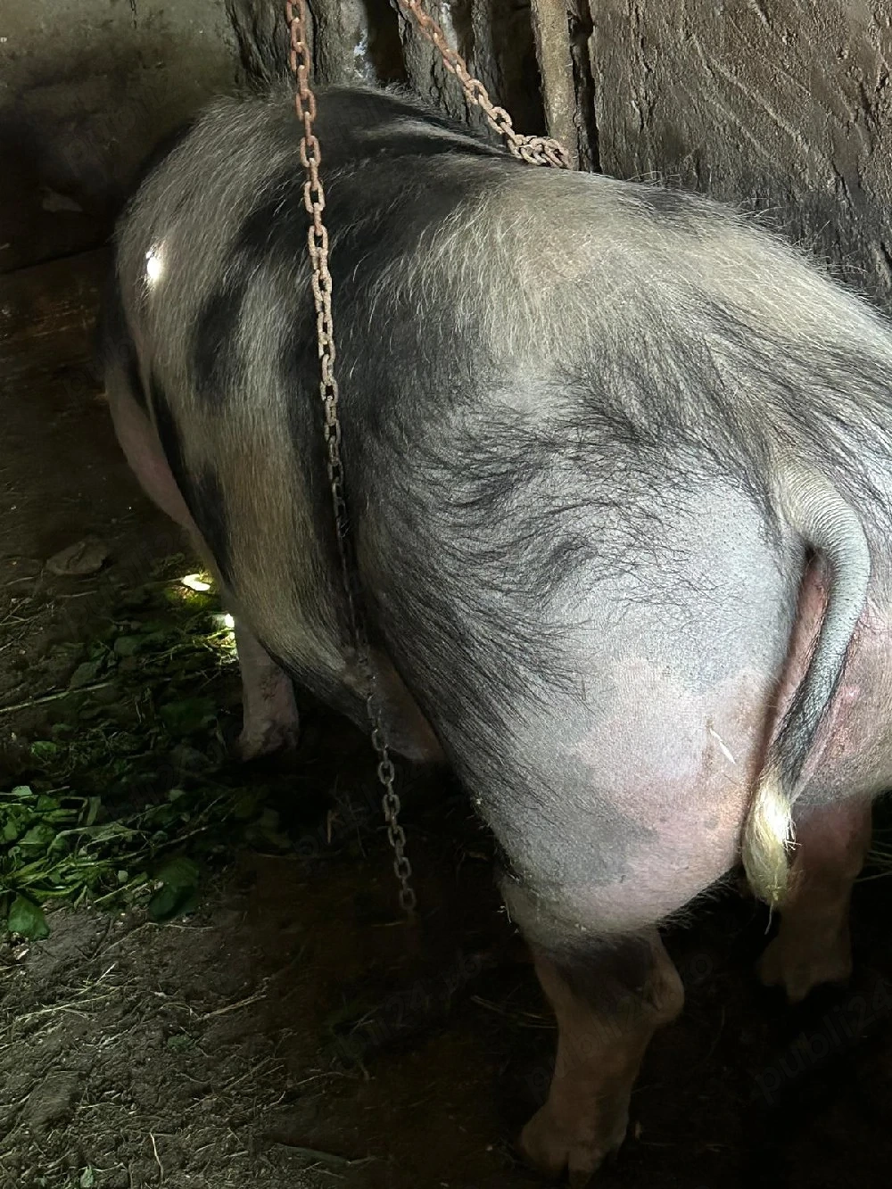 Disponibil spre vânzare porc