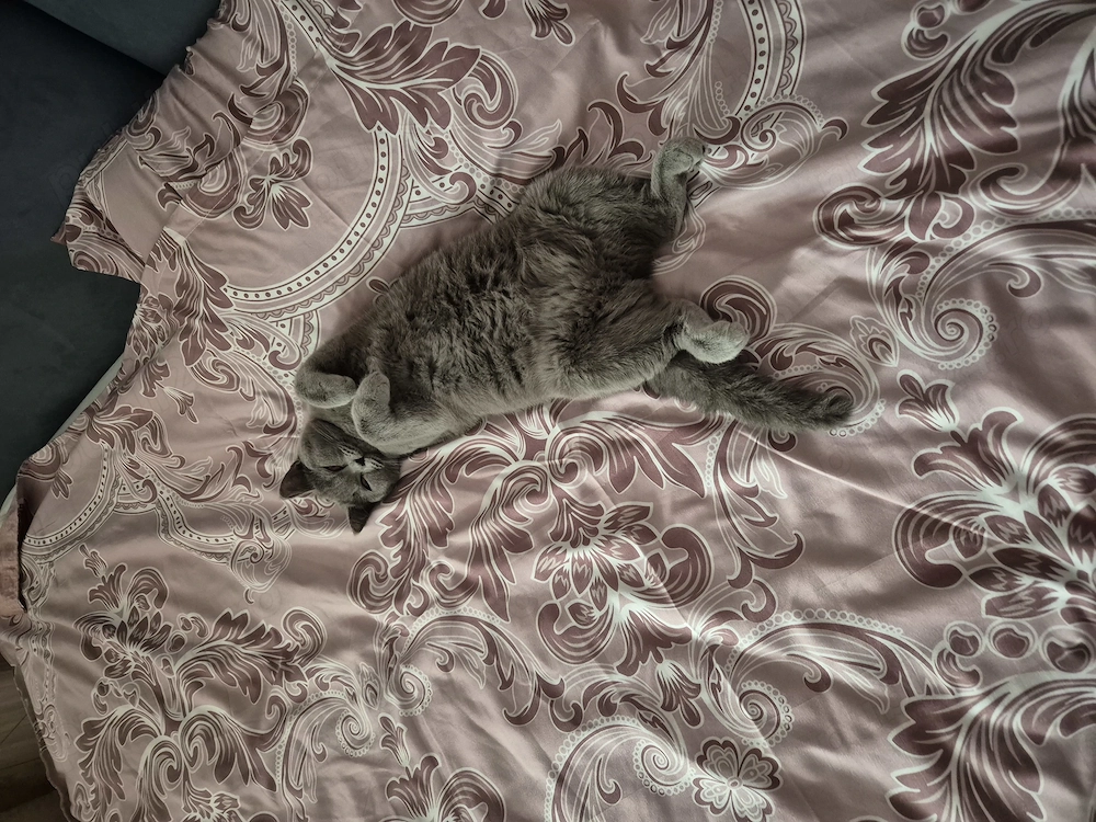 Vand pisica british shorthair 