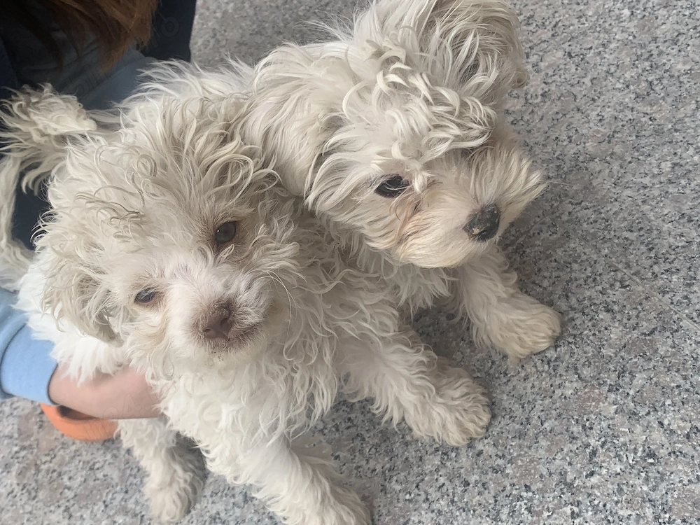 Vând 2 pui Bichon Maltez