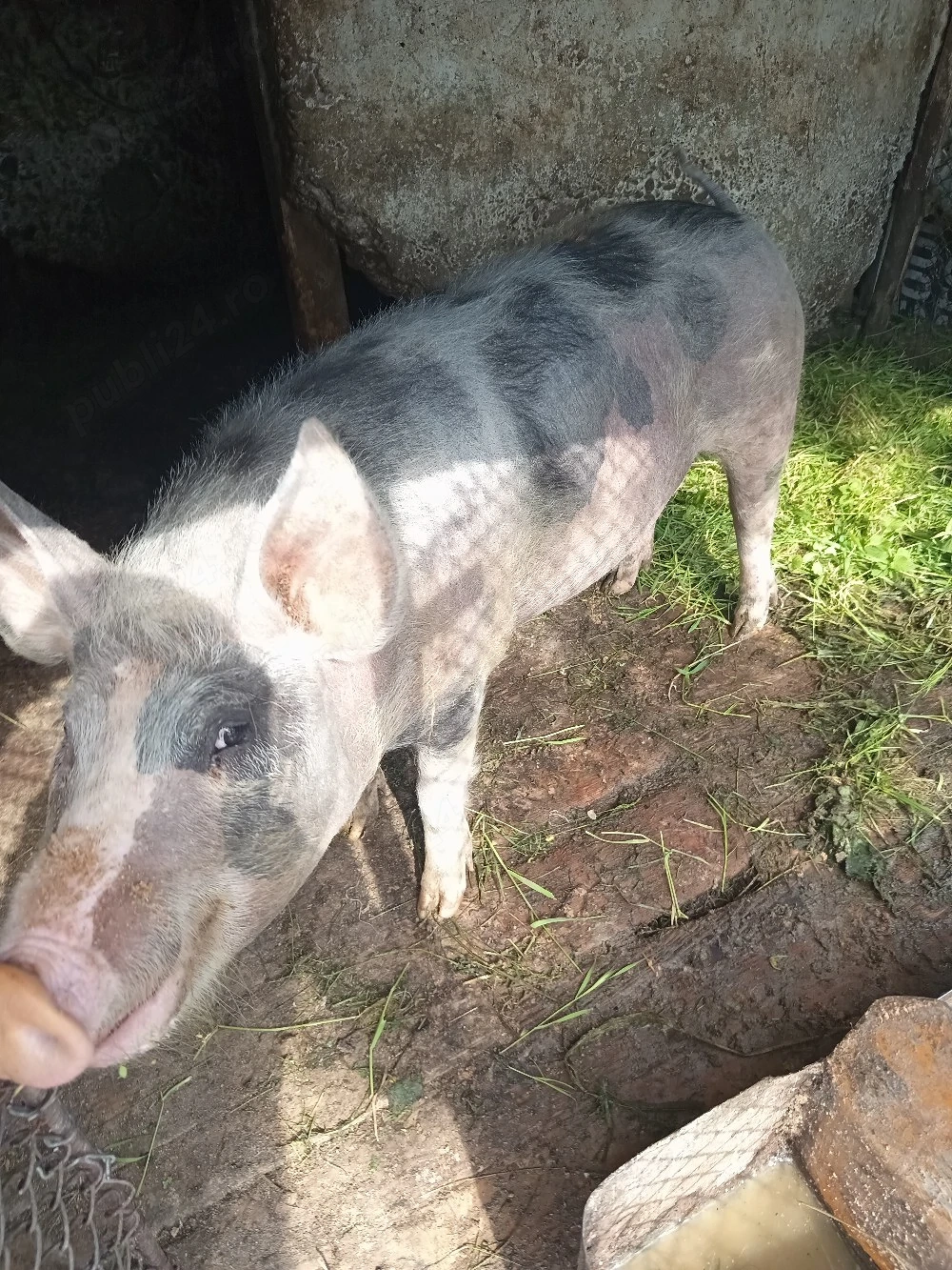 porci de vanzare