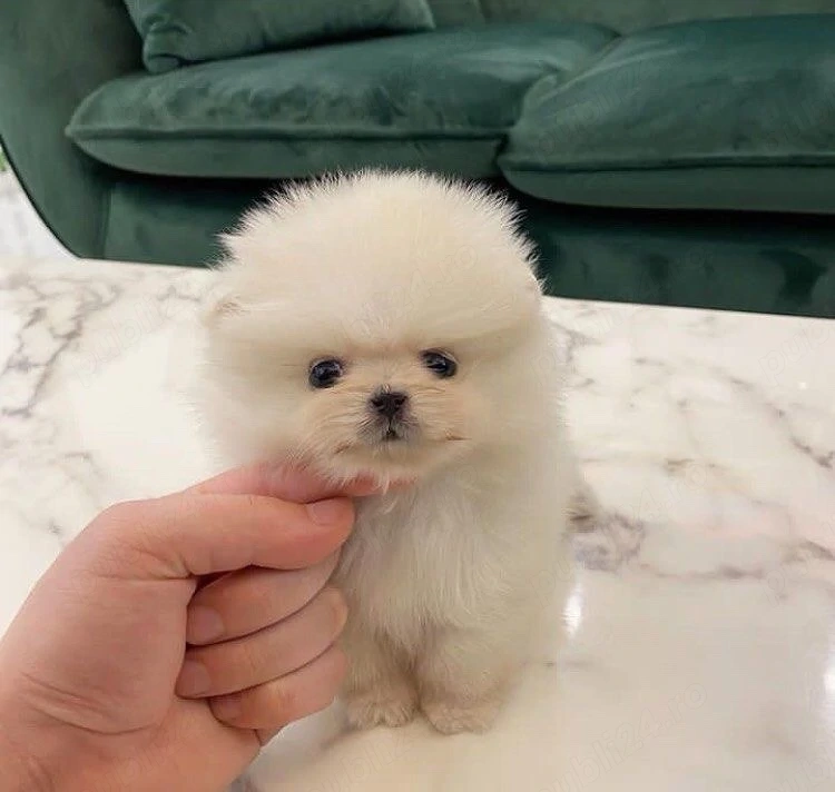 pomeranian boo tea cup toy