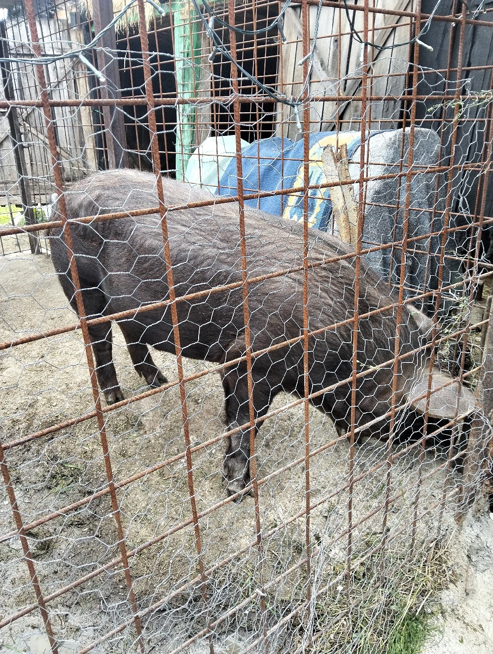 porc de vanzare 