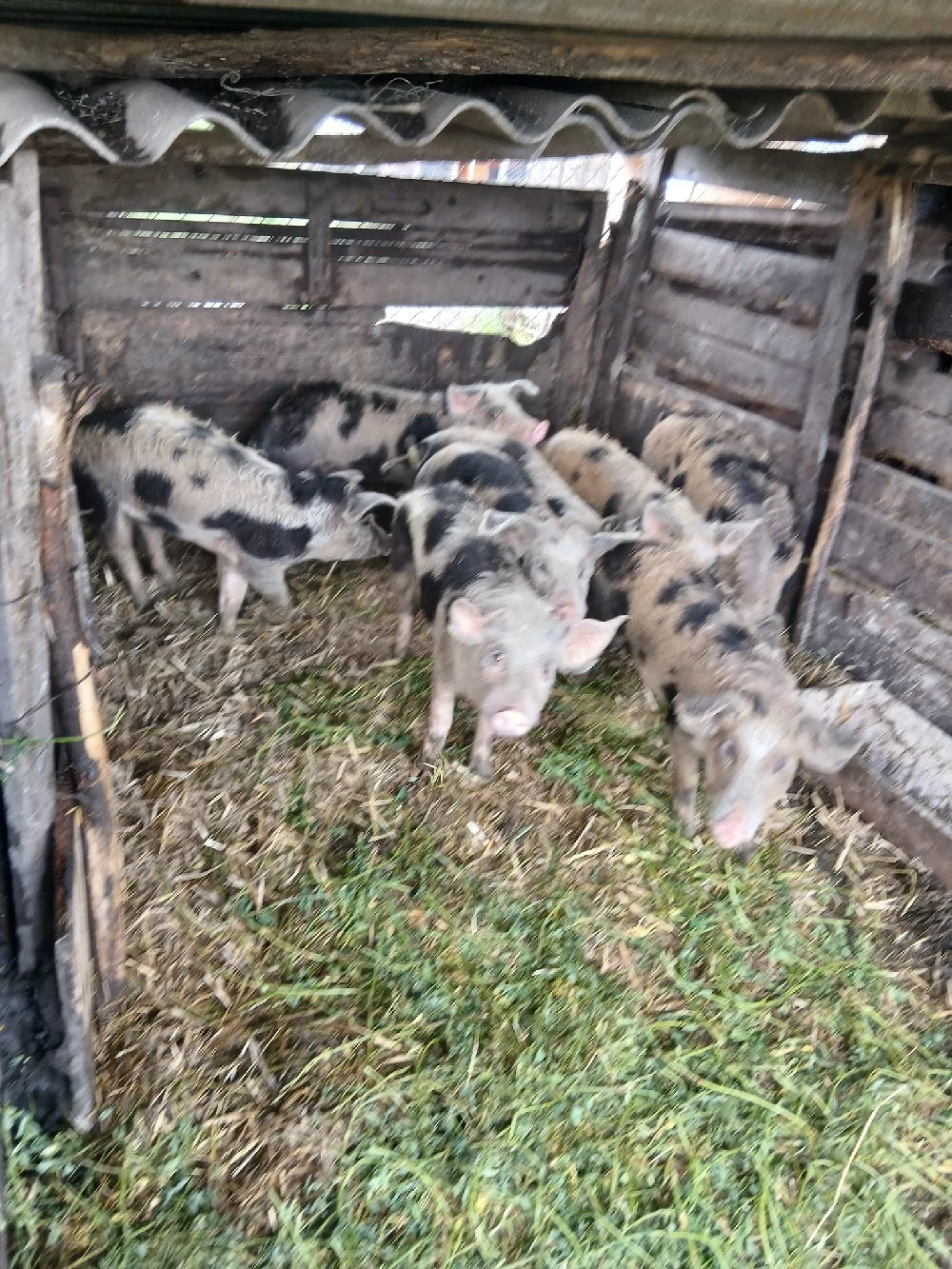 de vânzare 8 bucăți preț 550 lei bucata unul cu altul sau pe ales 650 lei bucata 