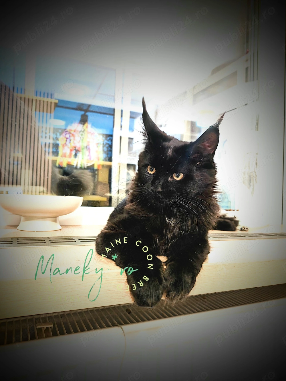 Pui Maine Coon  ,  Pedigree   WCF