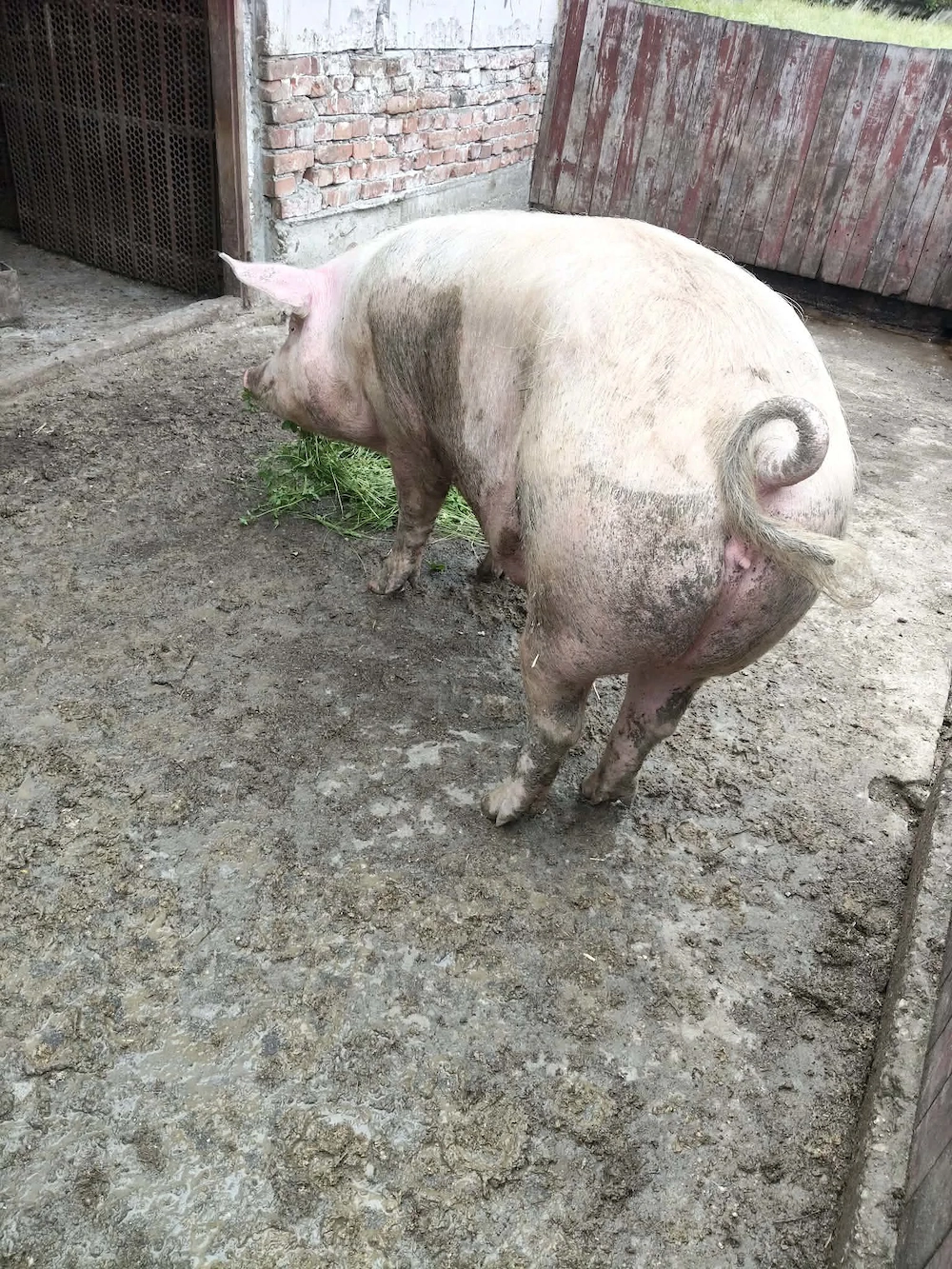Vând două scrofițe pietrean o purcea landras gestantă într-o lună jumate mai multe detalii la 076886