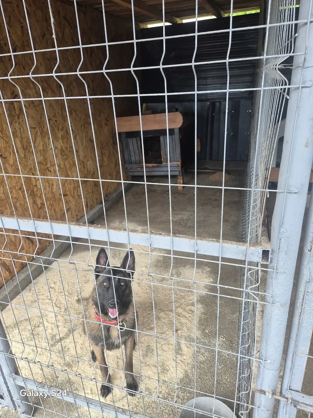 Ciobanesc Malinois 
