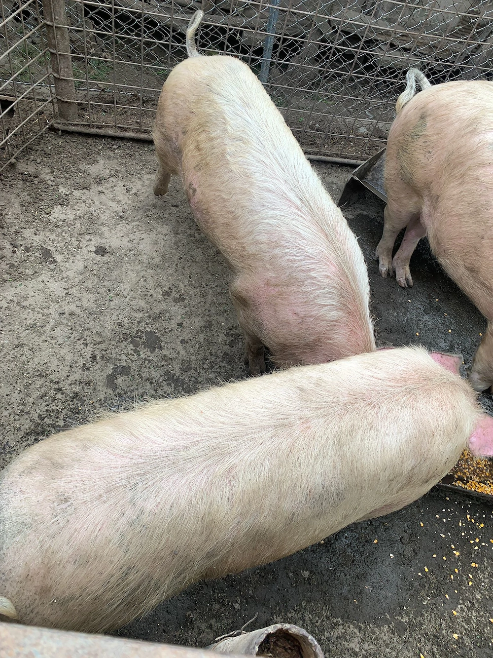 Vand porci mari si frumosi