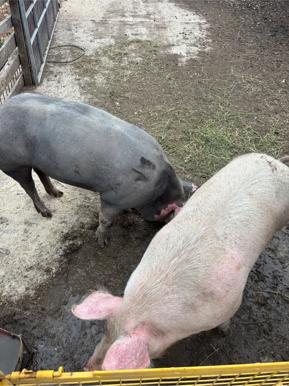 Porci grasi de vanzare