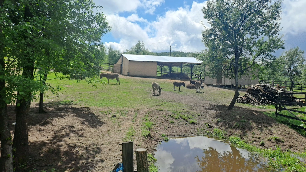 Vând Măgărițe pt lapte 