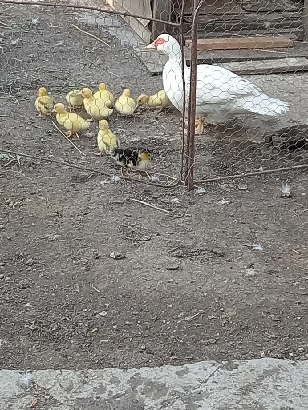 Vând 10 rățuște mute cu 15 lei bucata. 