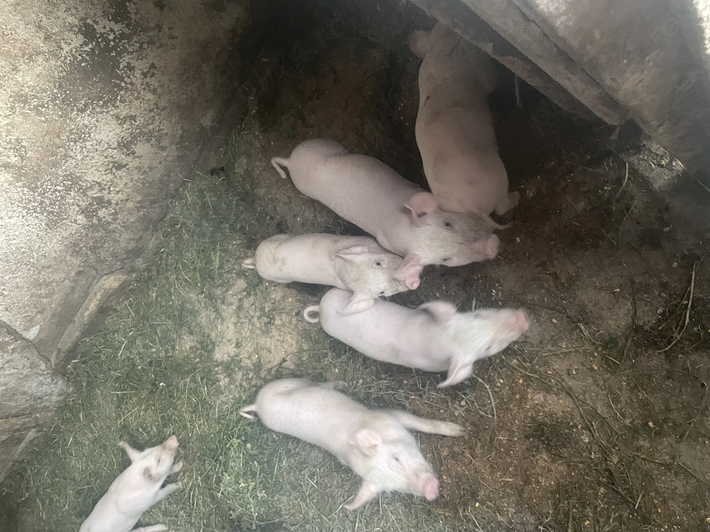 De vânzare purcei 