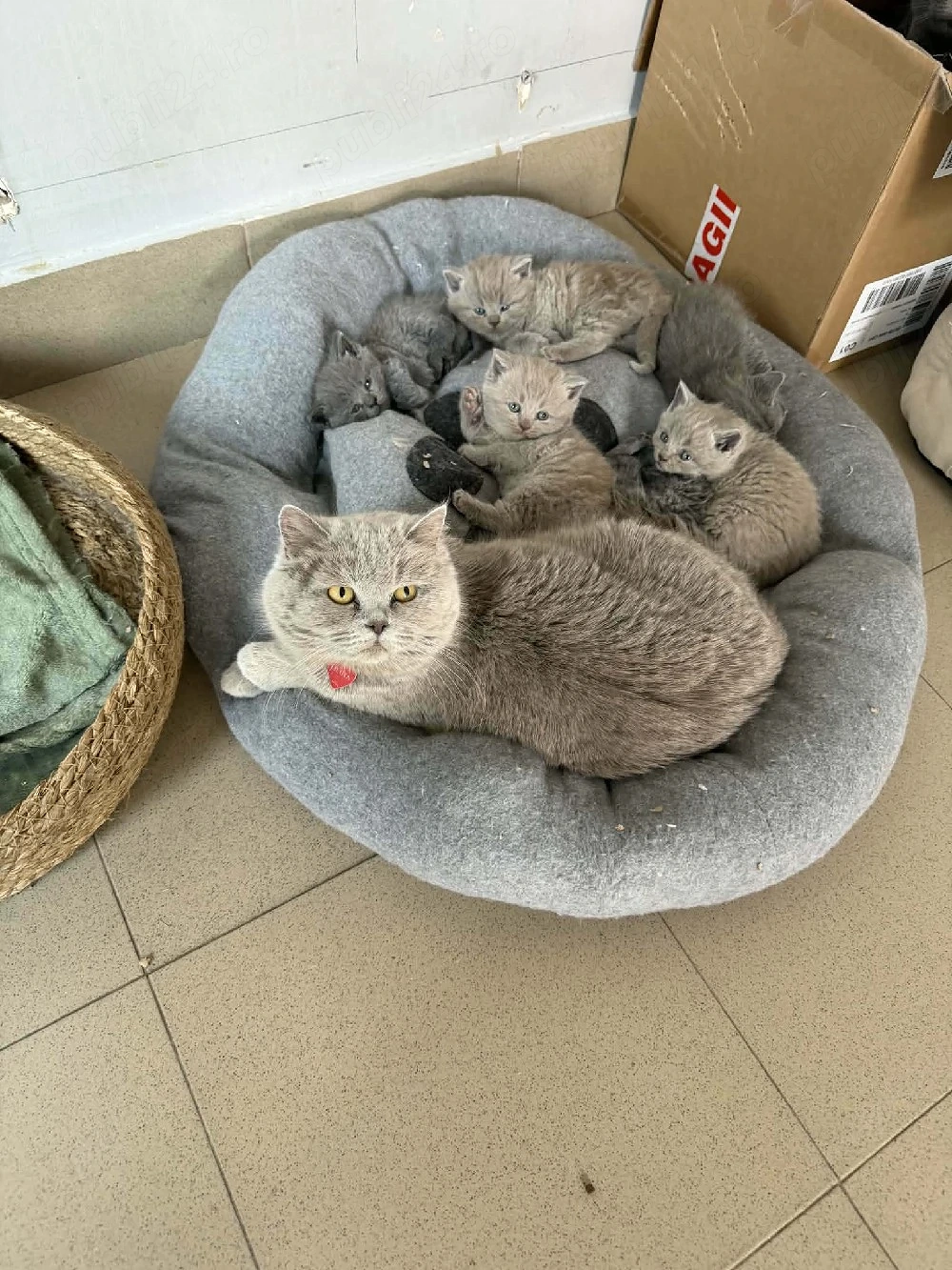 British Shorthair Blue 
