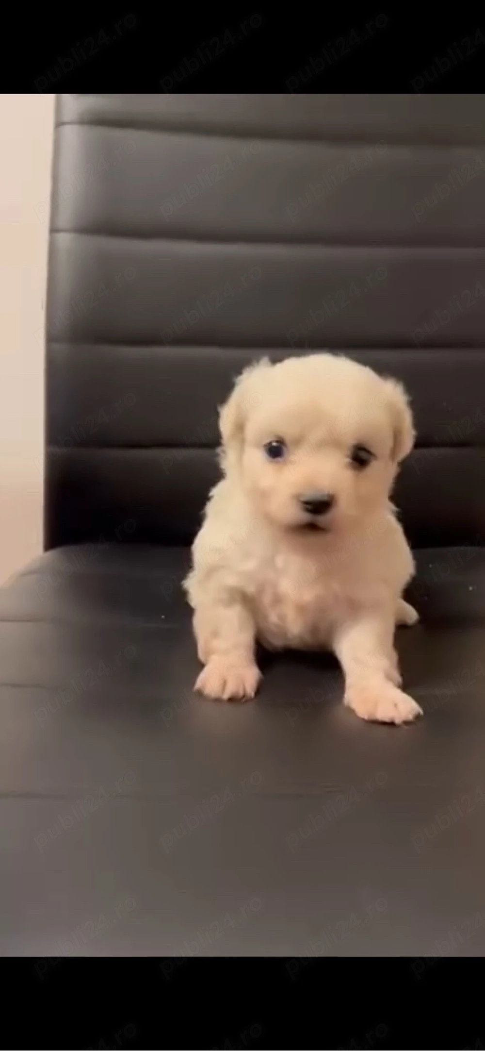 Bichon mini toy 