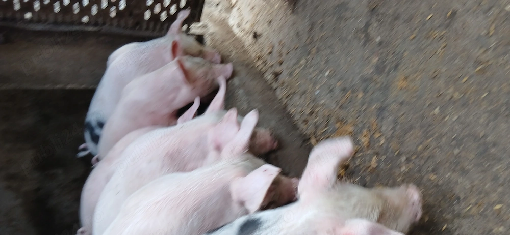 Purcei de vânzare de 8 săptămâni