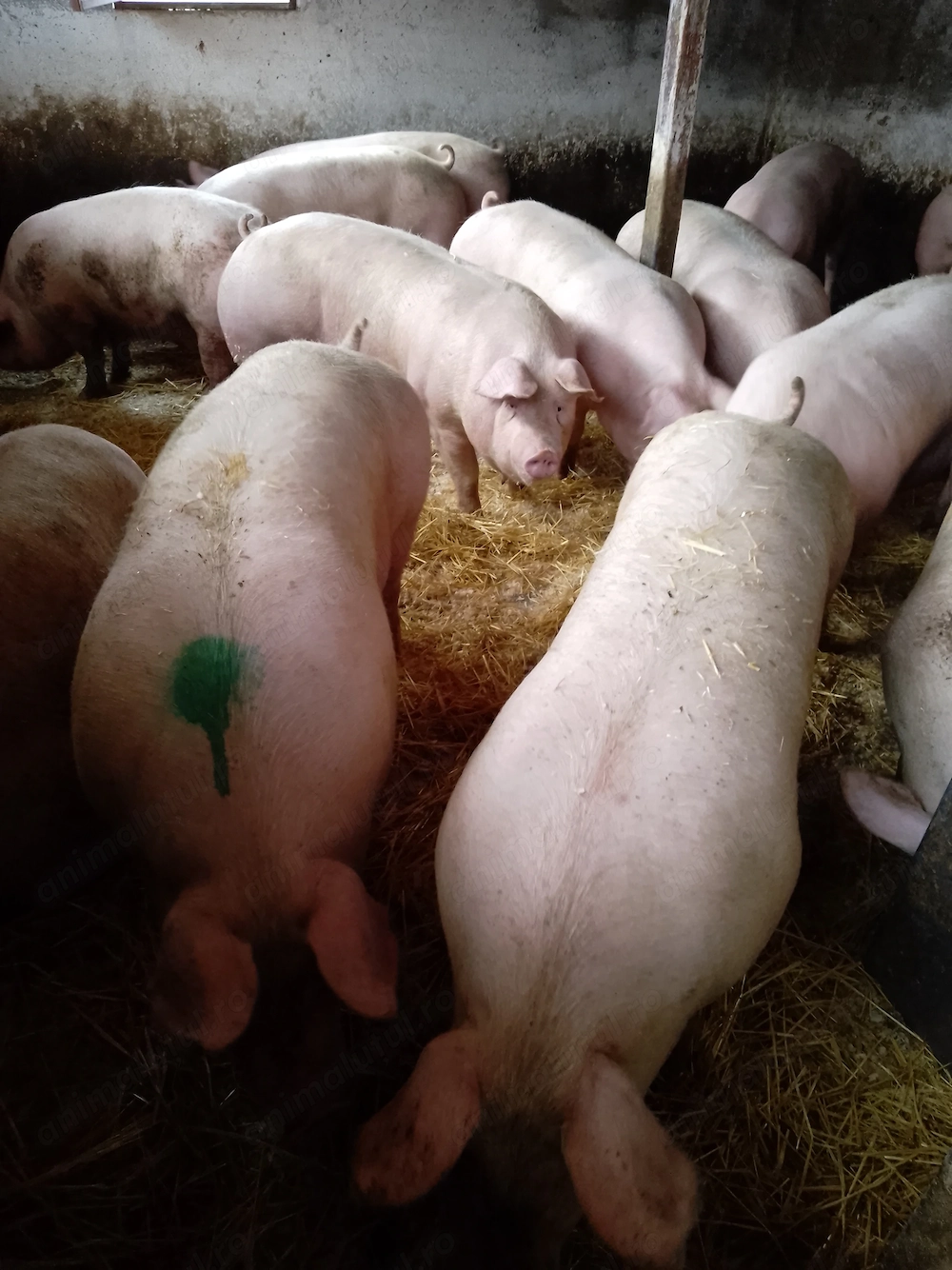 Vând porci de carne 