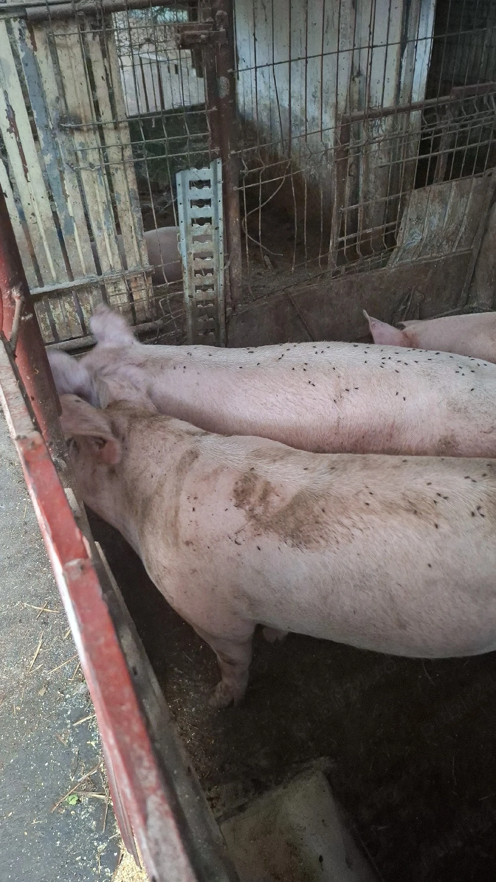 porci 10 ron kg
