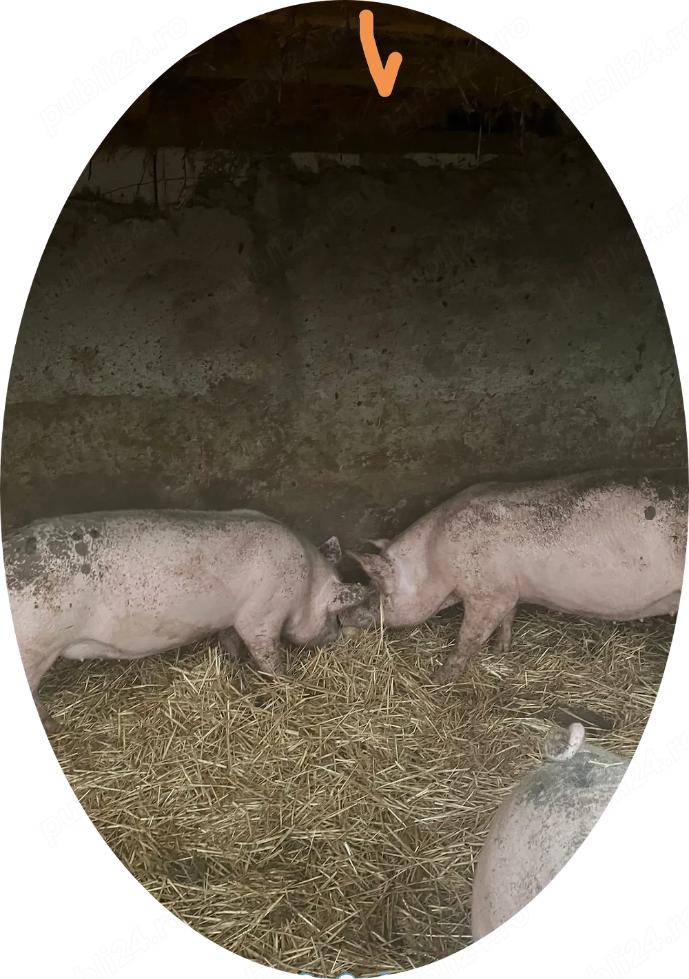Purcei rasa de carne 