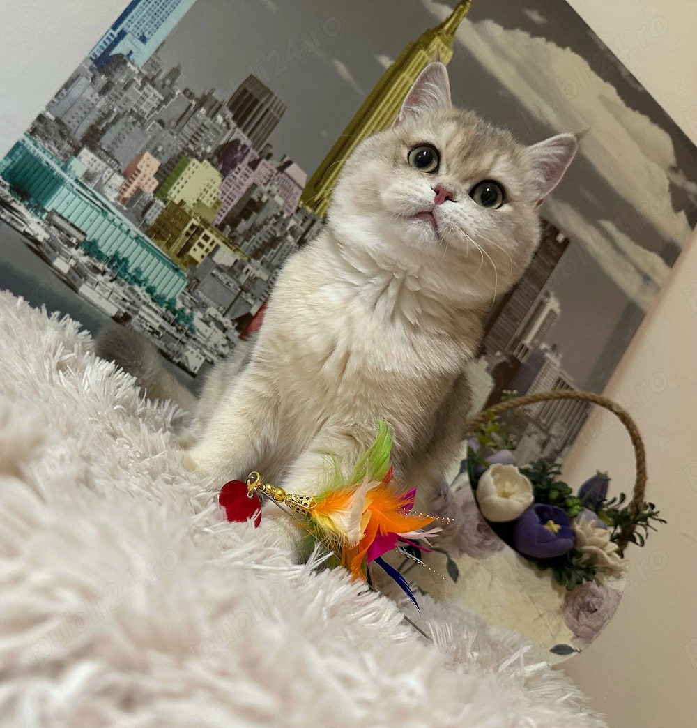 Fetiță British Shorthair Golden Blue cu pedigree