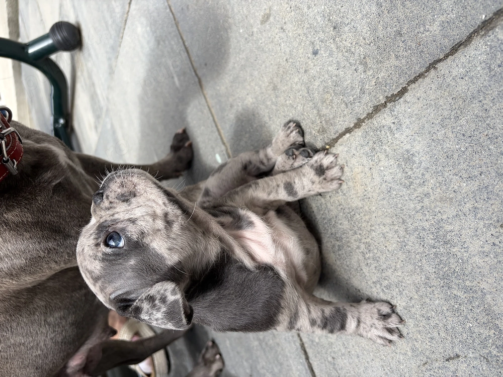 Buldog Francez pui