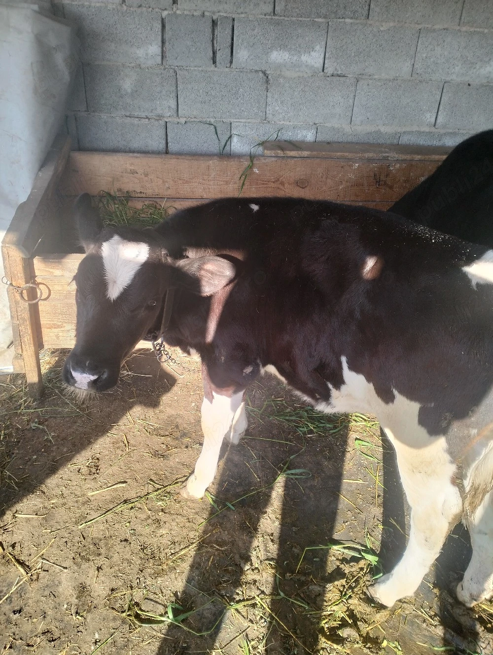 vand vitica holstein de 3 luni