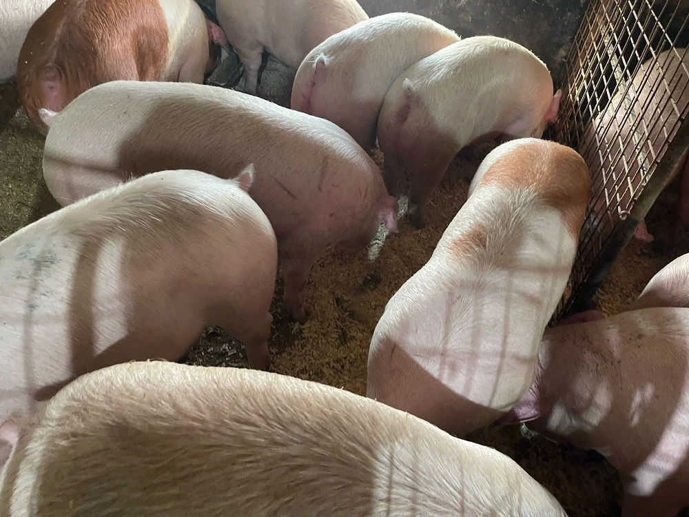 Porci rasa de carne