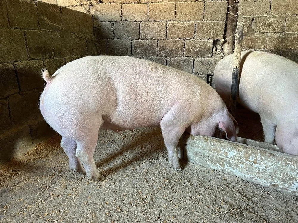 Porci de carne !