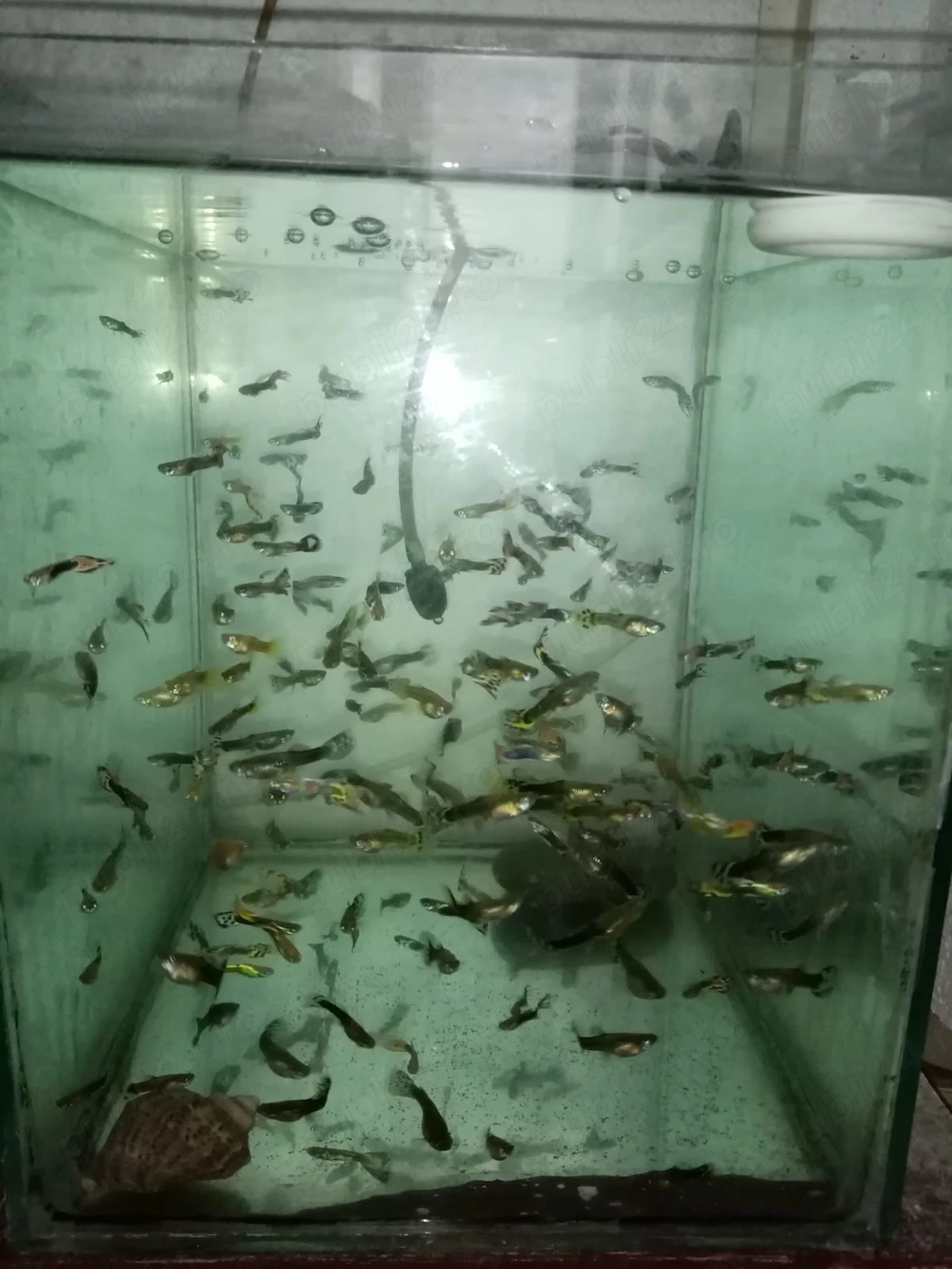 Pesti acvariu guppy
