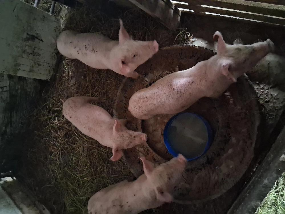 Purcei de vânzare 