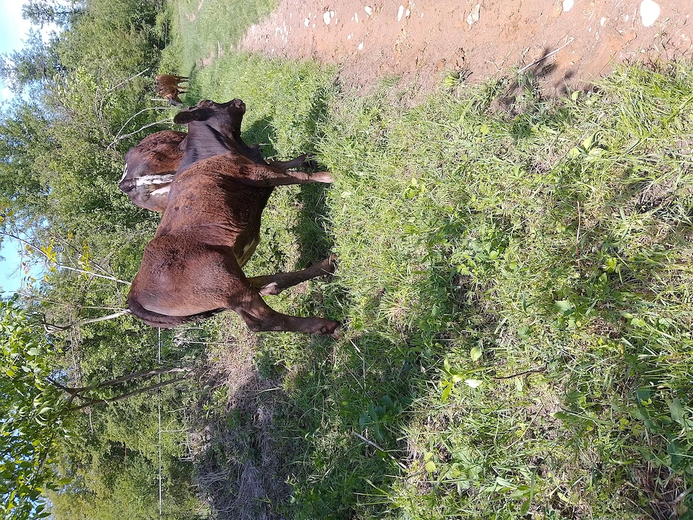 Carne de vițel 